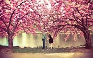 cherry blossom couple